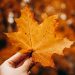 fall foliage los angeles