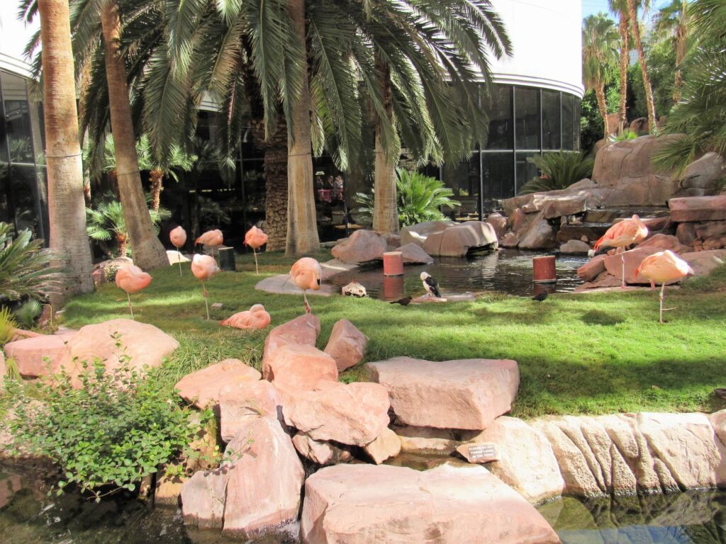 les flamants roses de l'hôtel Flamingo