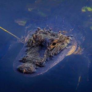 …De Miami aux Everglades, une expérience unique en français : tour en airboat au départ de South Beach