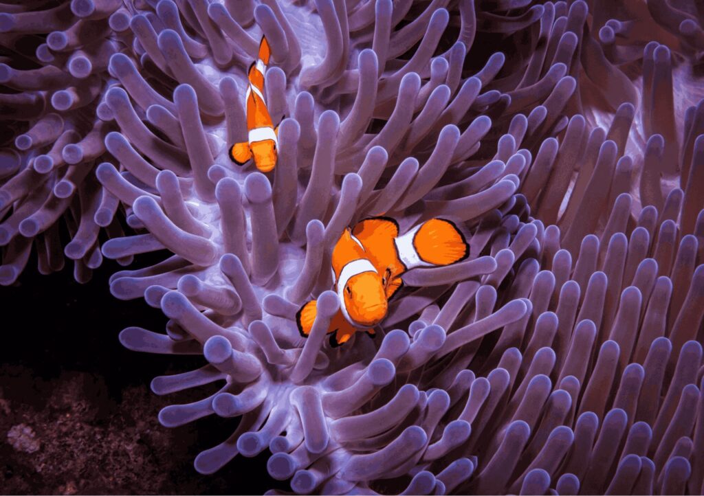 nemo