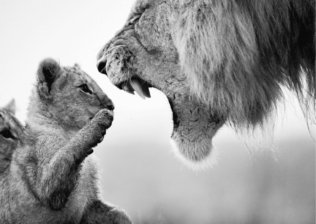Comédie musicale le roi lion à broadway new york